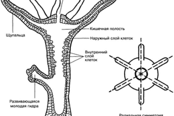 Kraken вход и ссылки